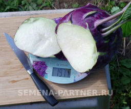 Капуста кольраби Виолета - Партнер фото 3