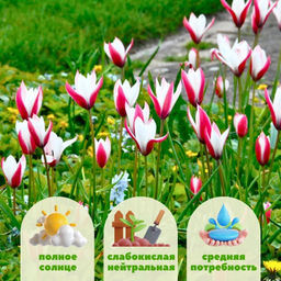 Тюльпан Пепперминт Стик