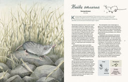 Наши соседи по планете. Рассказы о диких животных. Стегман Л., Янсен Б. - Махаон фото 4