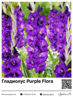 Гладиолус Purple Flora