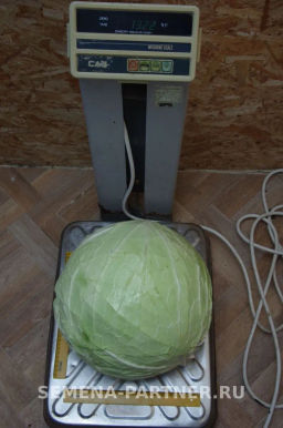 Капуста белокочанная позднеспелая Мегатон - Партнер фото 4