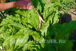 Щавель Широколистный - Партнер фото 3