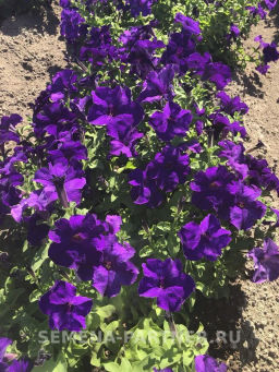 Петуния Супремо Флоренца полуампельная нежно-фиолетовая - Партнер фото 3