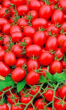 Томат ШАЛУН Необычайно сладкий и обильный томат черри из Сибири! Скороспелый! Плодоносит до осени!