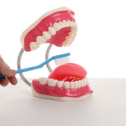 Анатомическая модель «Макет челюсти человека», 21×15×13 см