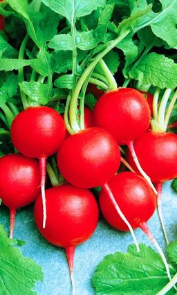 Редис СОНАТА Вкус просто на миллион! Сладкий и без горечи! Гигантский урожай даже в условиях пониженной освещённости!