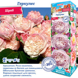 Роза Геркулес (Шраб) 1шт