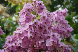 Бугенвиллия Arborea, горшок С2