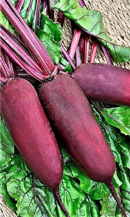 Свёкла МИЛЕДИ F1  Одноростковая! Без грубых волокон! Хороша для борщей, заготовок и длительного, зимнего хранения!