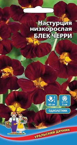 Настурция БЛЕК ЧЕРРИ Низкорослая
