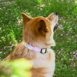 Ошейник Сочное настроение, застёжка - фастекс, 2.5 см, 40-55 см - Пушистое счастье фото 2