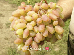 Виноград Юбилей Новочеркасска - Долина роз фото 2