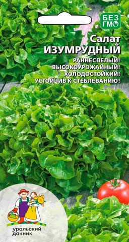 Салат ИЗУМРУД  Растёт везде: на грядке, в теплице, на окне! Листья хрустящие и сочные! Витаминный!
