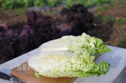 Капуста пекинская Нежность - Партнер фото 6