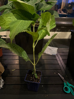 Гортензия крупнолистная Ю энд Ми Форевер