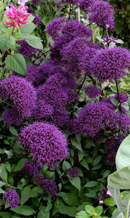 Трахелиум СУПРИМ БЛЮ Великолепное эффектное комнатное растение!