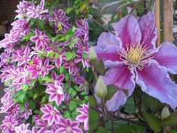 Клематис Тюдор