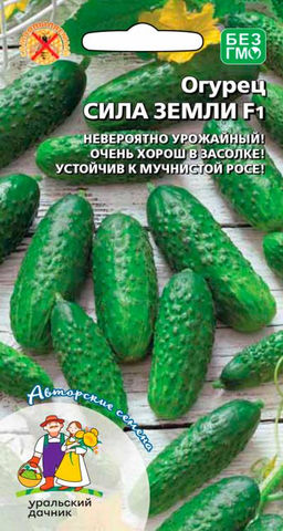 Огурец СИЛА ЗЕМЛИ F1 Мощный куст! Большой урожай! Огурчики в засоле крепкие, хрустящие, без пустот!