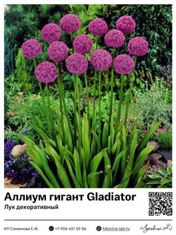 Аллиум гигант Gladiator (Лук декоративный)