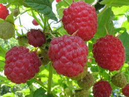 Малина Феникс крупноплодная (коробка) 1шт