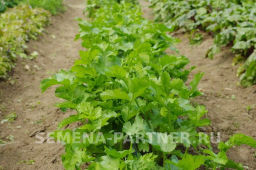 Пастернак Лучший из всех - Партнер фото 6