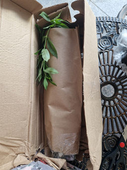 Физостегия Кристал Пик Вайт