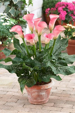 Калла Auckland - Голландские луковицы фото 2