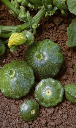 Патиссон БУТУЗ