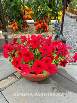 Петуния Сауэр Ред Вельвет кустовая крупноцветковая - Партнер фото 3