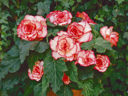 Бегония пикоти бело-красная (Begonia Picotee white-red)