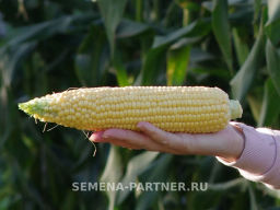 Кукуруза Саммер Свит - Партнер фото 4