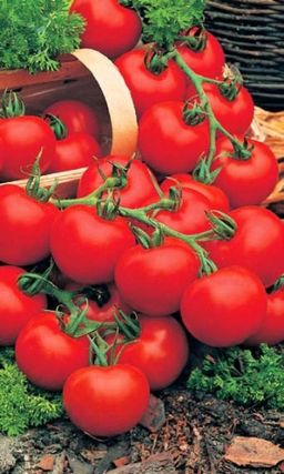 Томат НАШ БЛАГОВЕСТНИК F1 Самый лучший раннеспелый гибрид для теплиц! Идеальный для цельного консервирования и снятия кистями!