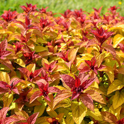 Спирея японская Merlo Gold