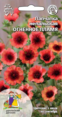 Лапчатка непальская ОГНЕННОЕ ПЛАМЯ Очень нежная и редкая окраска!