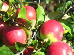 Яблоня Уэлси