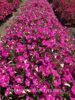 Петуния Итальянка Розабелла розово-белая - Партнер фото 3