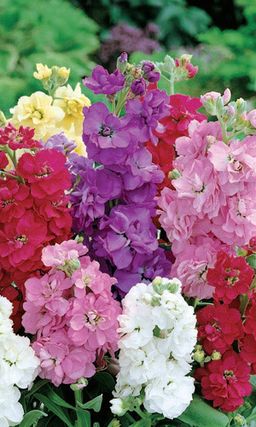 Левкой ДЕСЯТИНЕДЕЛЬНЫЙ ГНОМ Махровые душистые цветки!