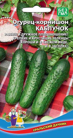 Огурец КАБЛУЧОК Раннее и дружное плодоношение! Крепкие и хрустящие зеленцы хороши и в свежем виде, и в засолке!