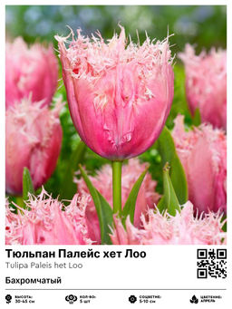 Тюльпан Палейс хет Лоо (Бахромчатый)