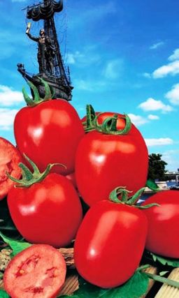 Томат ПЕТРОВСКИЙ Идеален для засолки и консервирования! Шкурка в заготовках не трескается! Созревает дружно, кистями! Жаростойкий! Не болеет фитофторой!