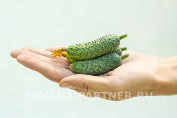 Огурец партенокарпический Бинго - Партнер фото 6