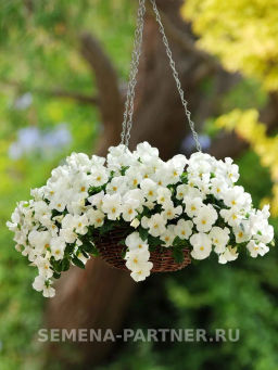 Виола ампельная Кул Вэйв Уайт - Партнер фото 6