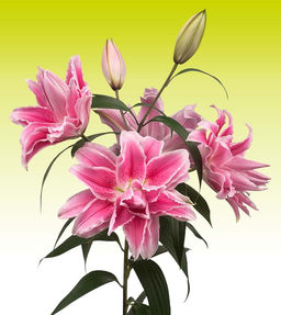 ЛИЛИЯ Роузлили Изабелла Разбор 12/14 Кол-во упак., шт 5