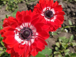 Анемона The Governor (Говернор) 10шт