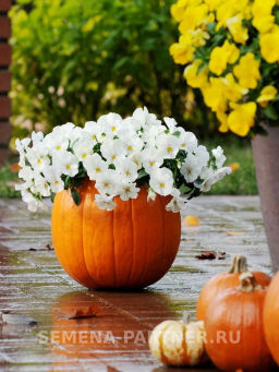 Виола ампельная Кул Вэйв Уайт - Партнер фото 4