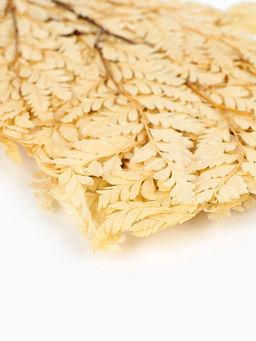 Сухоцвет Папоротник МИКС, 10 шт в упаковке