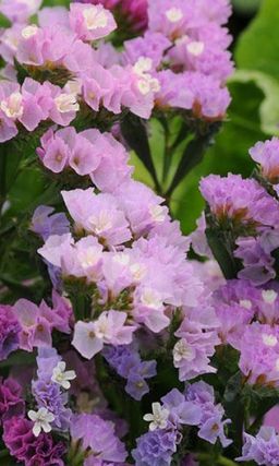 Статица СУПРИМ РОЗОВАЯ Замечательный сухоцвет!