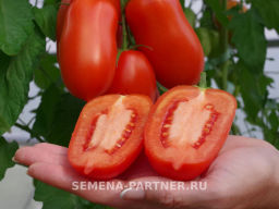 Томат Жара - Партнер фото 6