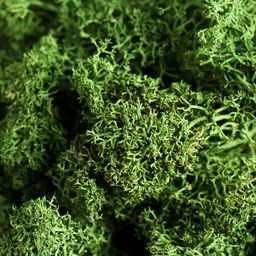 Мох ягель стабилизированный "Натуральный зелёный" 100 гр.
