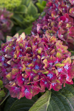 Гортензия крупнолистная Ningbo (Нинбо) - Голландские луковицы фото 4